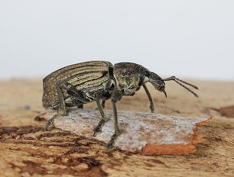 Genus Prypnus Possibly Prypnus tibialis.  Australia,Geotagged,Spring