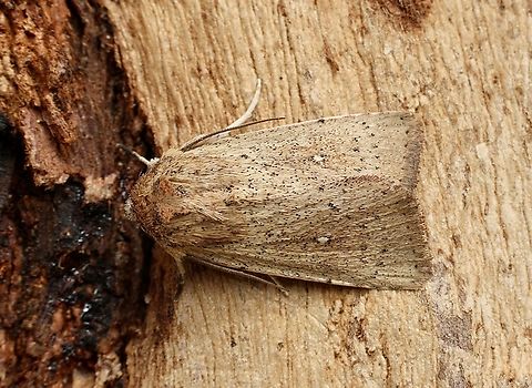 Cutworm or dart moth - Leucania dia Attracted to UV light  Australia,Geotagged,Leucania dia,Spring
