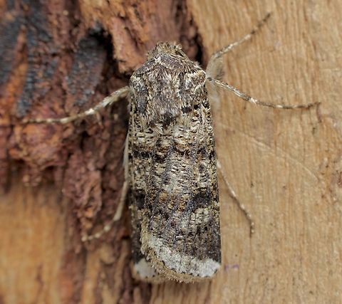 Variable Cutworm - Agrotis porphyricollis Attracted to UV light. Agrotis porphyricollis,Australia,Geotagged,Spring,Variable cutworm