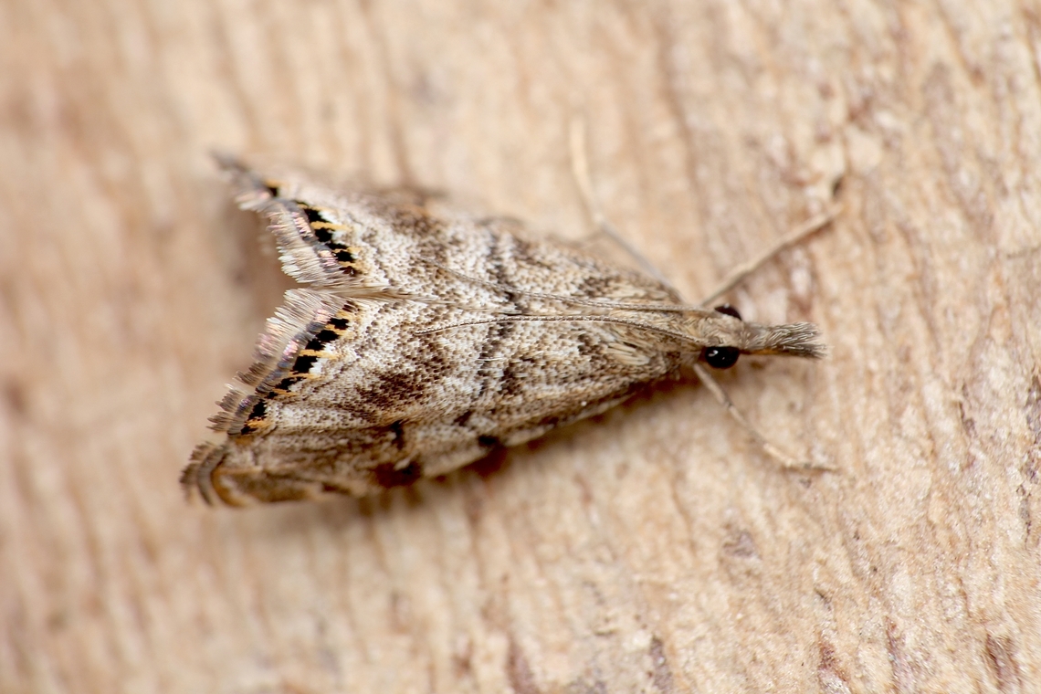 Crambid moth species - Glaucocharis dilatella Attracted to UV light. Australia,Geotagged,Glaucocharis dilatella,Spring