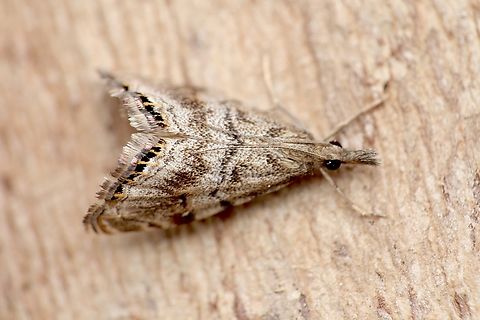 Crambid moth species - Glaucocharis dilatella Attracted to UV light. Australia,Geotagged,Glaucocharis dilatella,Spring