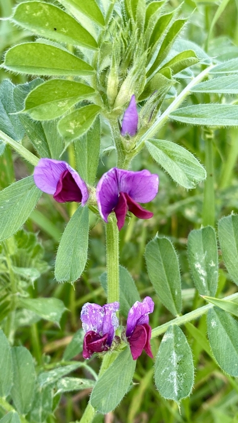 Common Vetch - Vicia sativa  Australia,Common Vetch,Geotagged,Spring,Vicia sativa