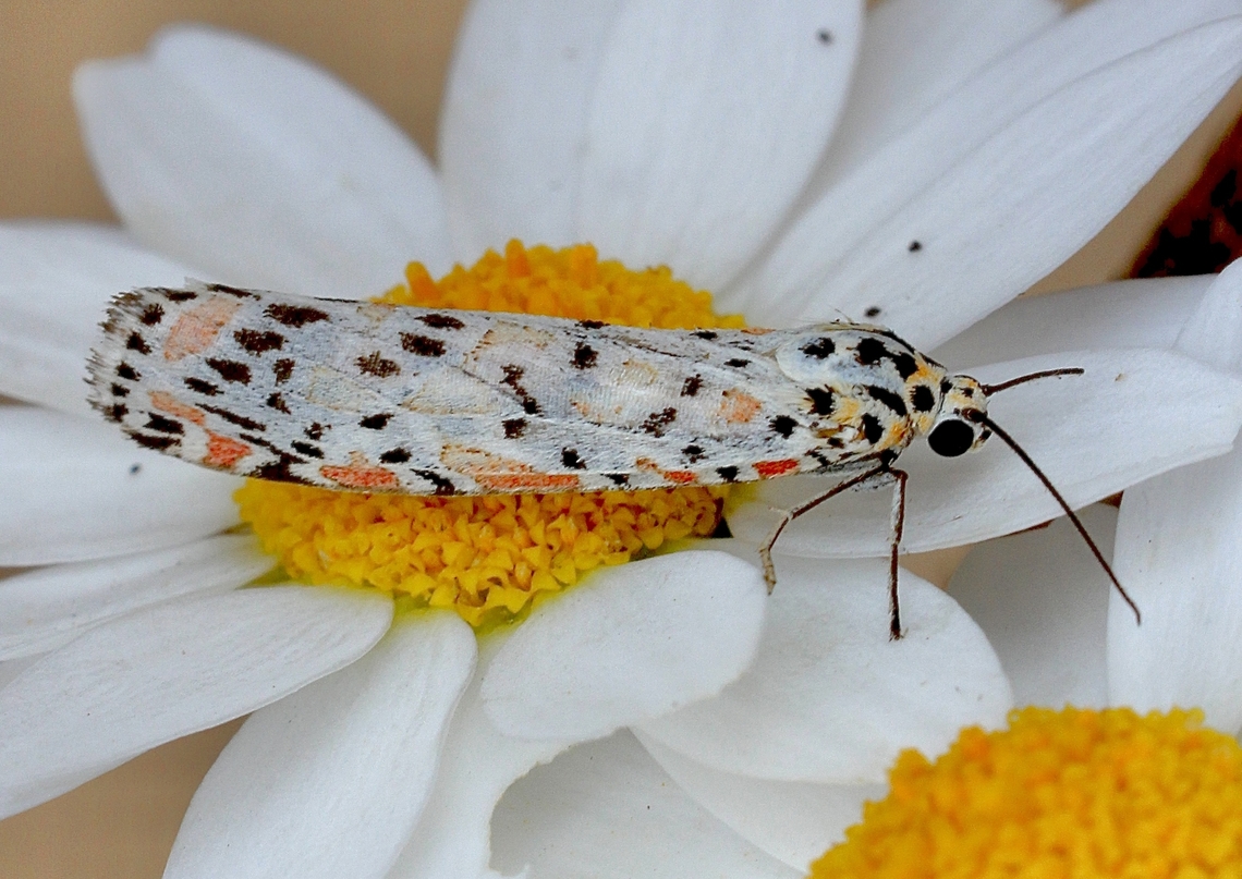 Heliotrope moth - Utetheisa pulchelloides Attracted to UV light. Australia,Geotagged,Heliotrope moth,Spring,Utetheisa pulchelloides