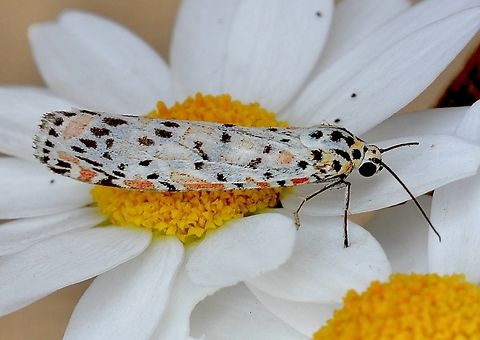 Heliotrope moth - Utetheisa pulchelloides Attracted to UV light. Australia,Geotagged,Heliotrope moth,Spring,Utetheisa pulchelloides