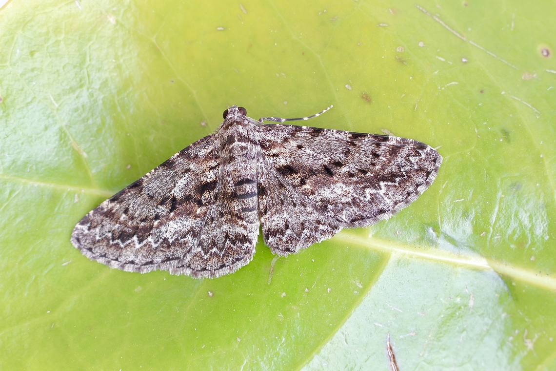 Serrated Bark Moth - Boarmia suasaria Attracted to UV light. Australia,Boarmia suasaria,Geotagged,Serrated Bark Moth,Spring