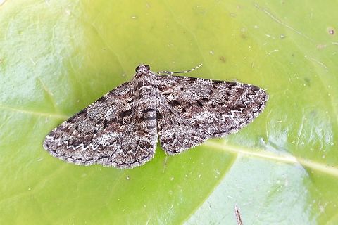 Serrated Bark Moth - Boarmia suasaria Attracted to UV light. Australia,Boarmia suasaria,Geotagged,Serrated Bark Moth,Spring