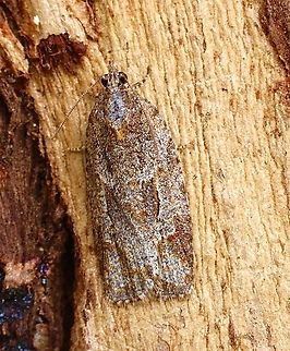 Acropolitis rudisana Attracted to UV light  Acropolitis rudisana,Australia,Geotagged,Spring