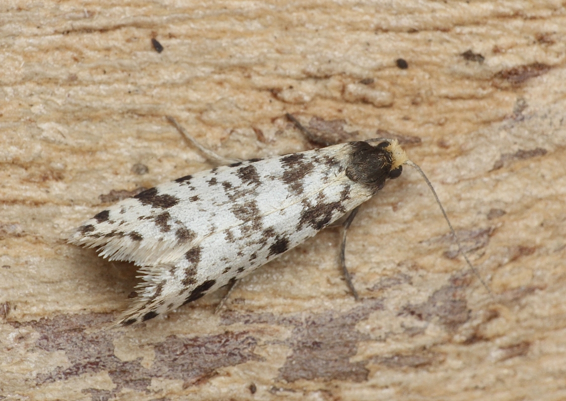 Conoeca guildingi Attracted to UV light. Australia,Conoeca guildingi,Geotagged,Spring