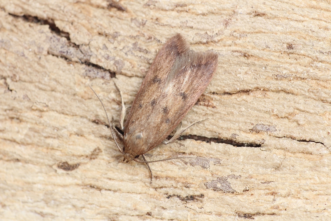 Ruddy Streak - Tachystola acroxantha Attracted to UV light. Australia,Geotagged,Spring,Tachystola acroxantha