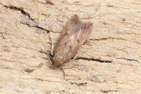 Ruddy Streak - Tachystola acroxantha Attracted to UV light. Australia,Geotagged,Spring,Tachystola acroxantha