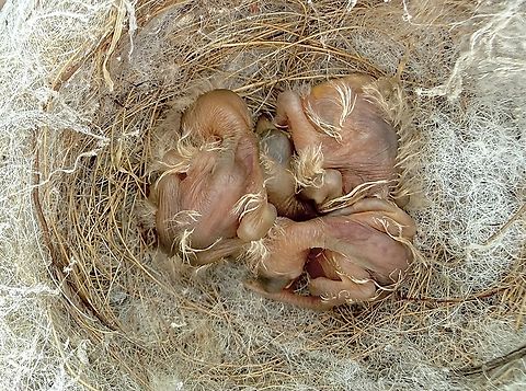 Willie wagtail - Rhipidura leucophry Hatchlings 2 or 3 days old.  Australia,Geotagged,Rhipidura leucophrys,Spring,Willie wagtail