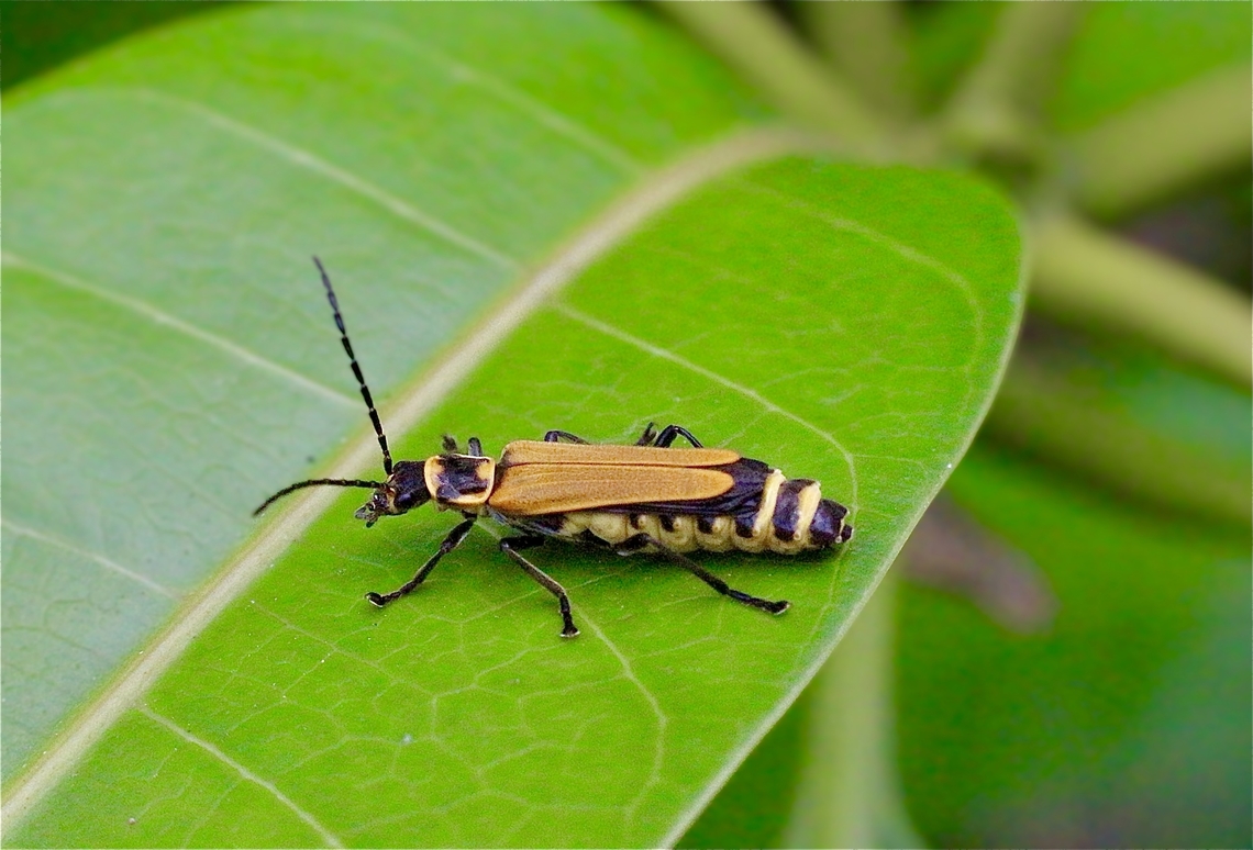 Yellow Soldier Beetle Chauliognathus flavipennis  Australia,Chauliognathus flavipennis,Geotagged,Spring