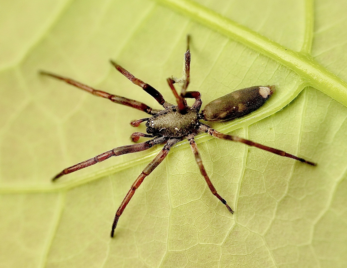Common White-tail Spider Lampona cylindrata  Australia,Common White-tail Spider,Geotagged,Lampona cylindrata,Summer