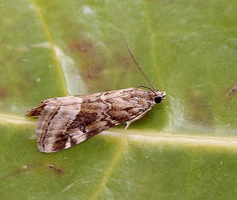 Old World Webworm - Hellula undalis Attracted to UV light. Australia,Geotagged,Hellula undalis,Spring