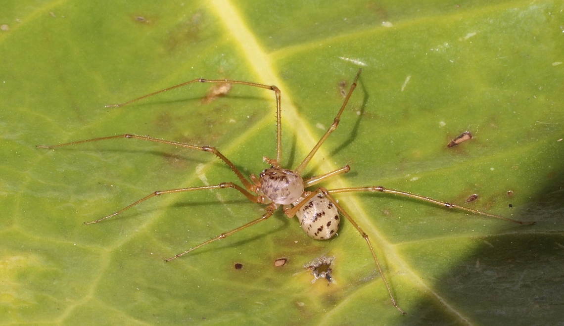Common spitting spider - Scytodes thoracica Found in our house at night. Australia,Geotagged,Scytodes thoracica,Spring