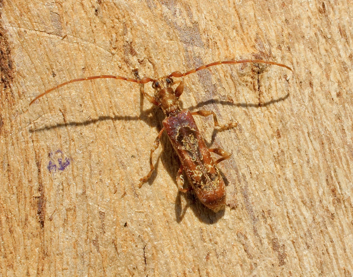 Velvet Eucalypt Longhorn Tessaromma undatum Attracted to UV light. Australia,Geotagged,Spring,Tessaromma undatum,Velvet Eucalypt Longhorn