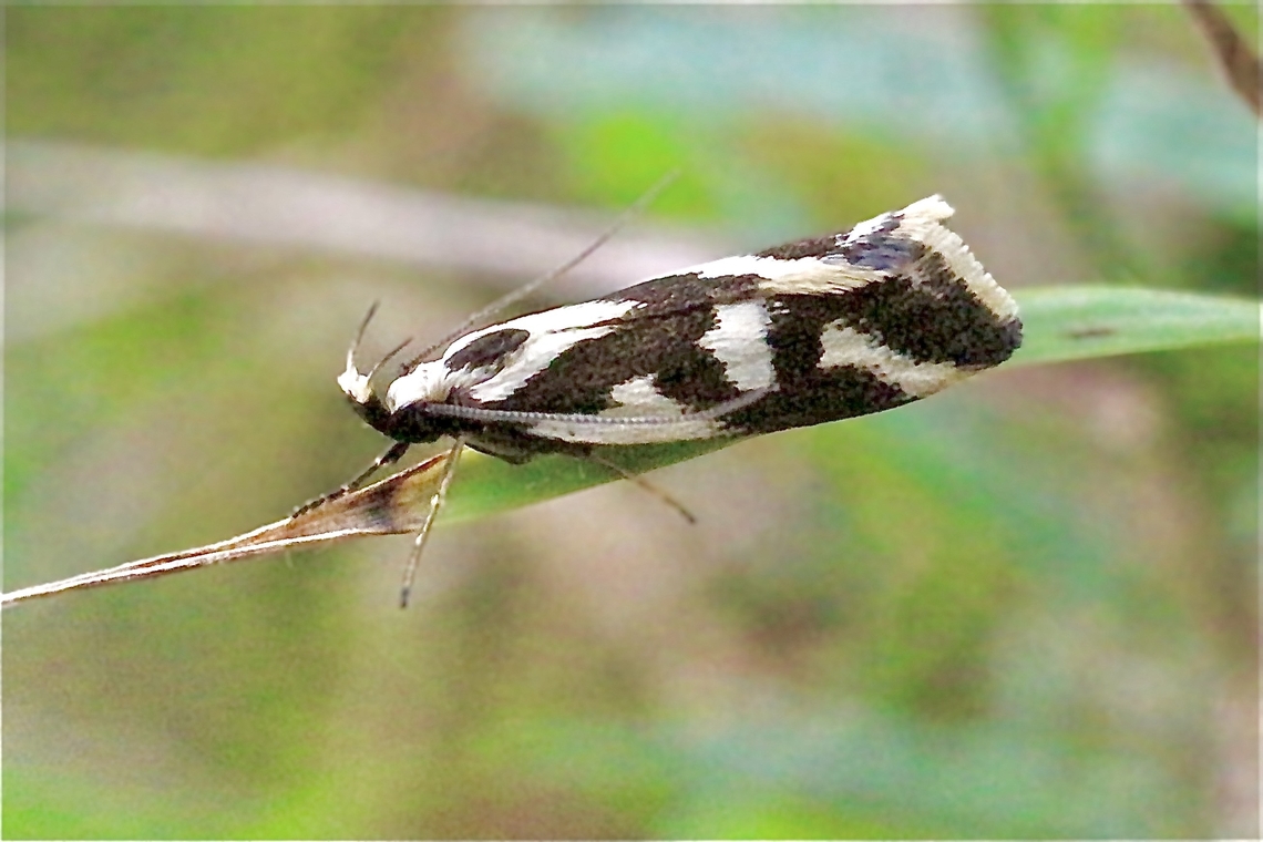 Concealer moth species - Epithymema incomposita  Australia,Epithymema incomposita,Fall,Geotagged