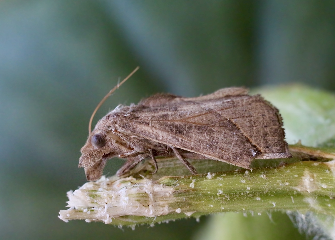 Vampire moth - Calyptra minuticornis Most unusual moth, it actually sucks blood from mammals.( See info section) Australia,Calyptra minuticornis,Fall,Geotagged,Vampire moth