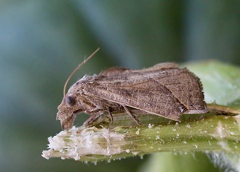 Vampire moth - Calyptra minuticornis Most unusual moth, it actually sucks blood from mammals.( See info section) Australia,Calyptra minuticornis,Fall,Geotagged,Vampire moth