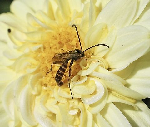 Bee parasitising wasp ,  Genus Labium  Australia,Geotagged,Spring