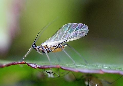 Rose Aphid - Macrosiphum rosae  Australia,Geotagged,Macrosiphum rosae,Rose aphid,Spring
