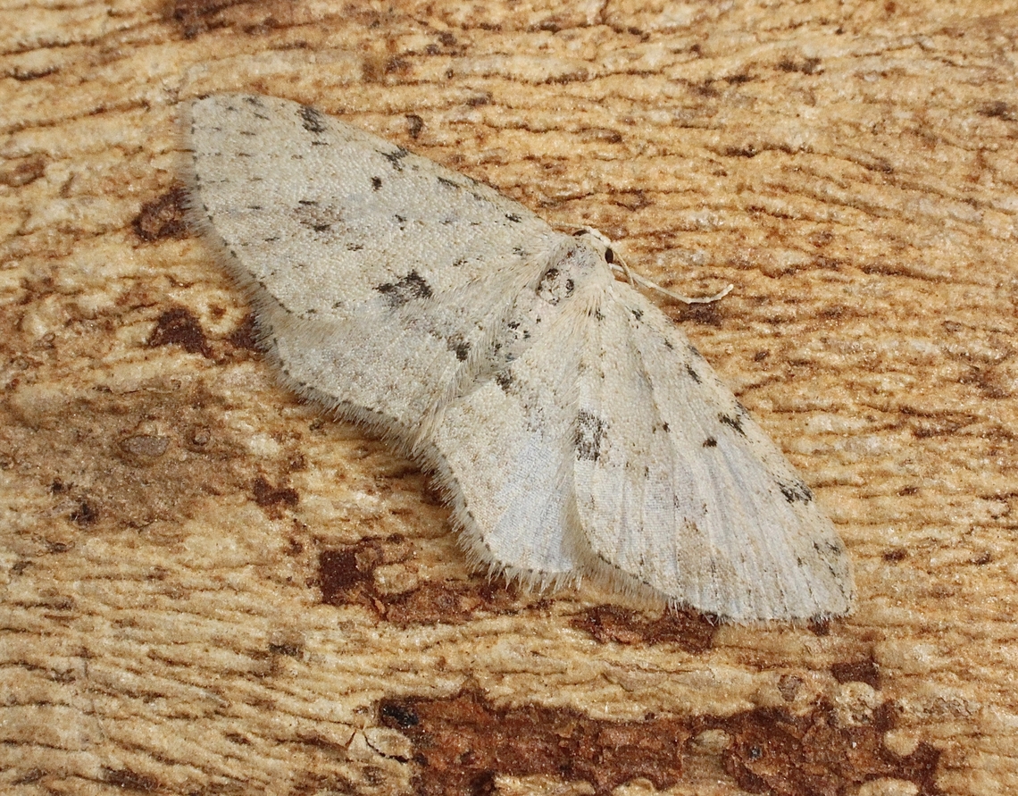 Poecilasthena scoliota Attracted to UV light. Australia,Geotagged,Poecilasthena scoliota,Spring