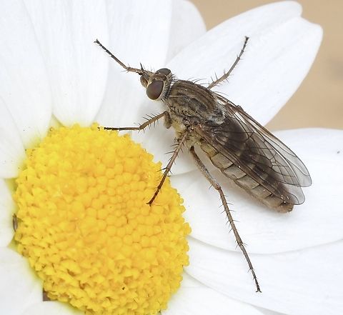 Stilleto fly - Genus Anabarhynchus Attracted to UV light. Australia,Geotagged,Spring