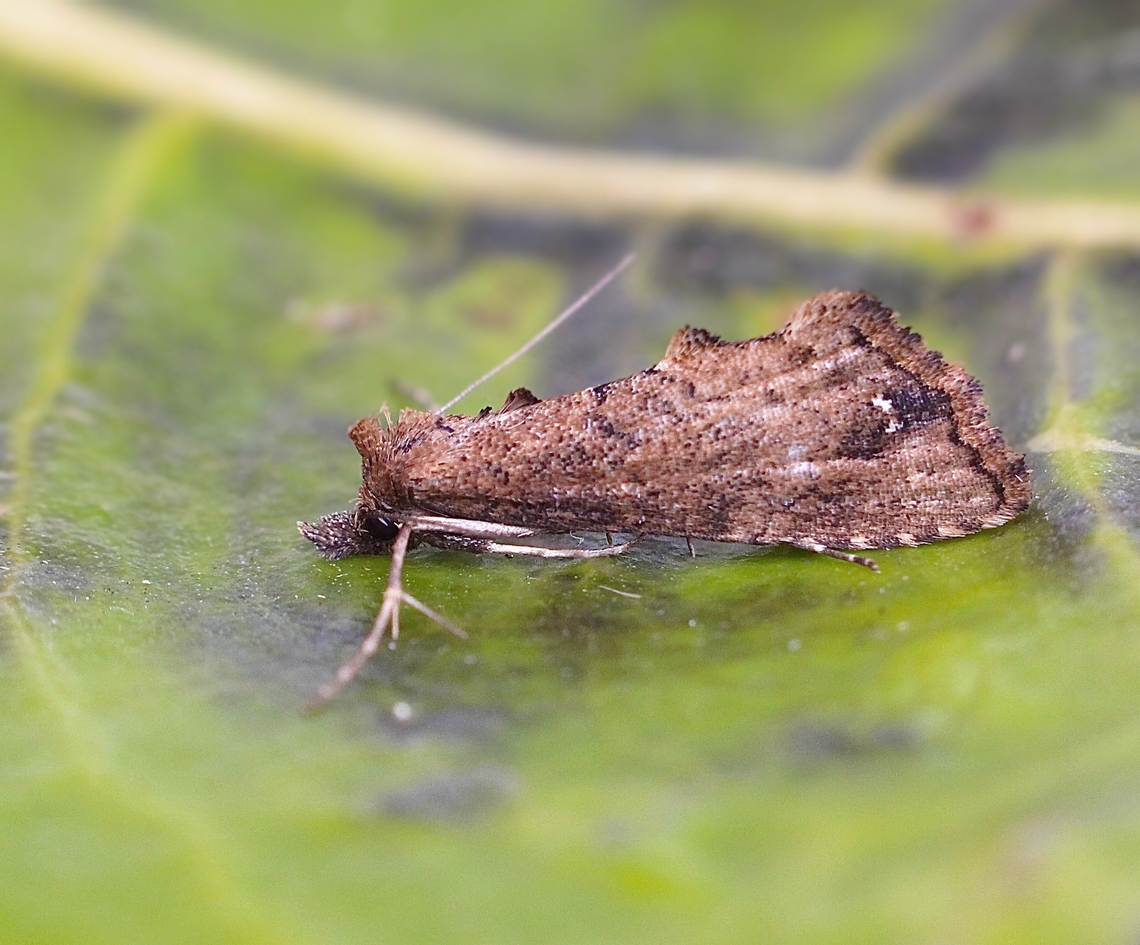 Arrade destituta <br />
Attracted to UV light. Arrade destituta,Australia,Geotagged,Spring