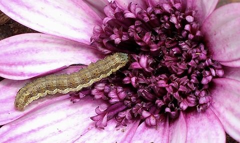 Moth caterpillar - Genus Helicoverpa Observed in garden on daisy flower. Australia,Geotagged,Spring