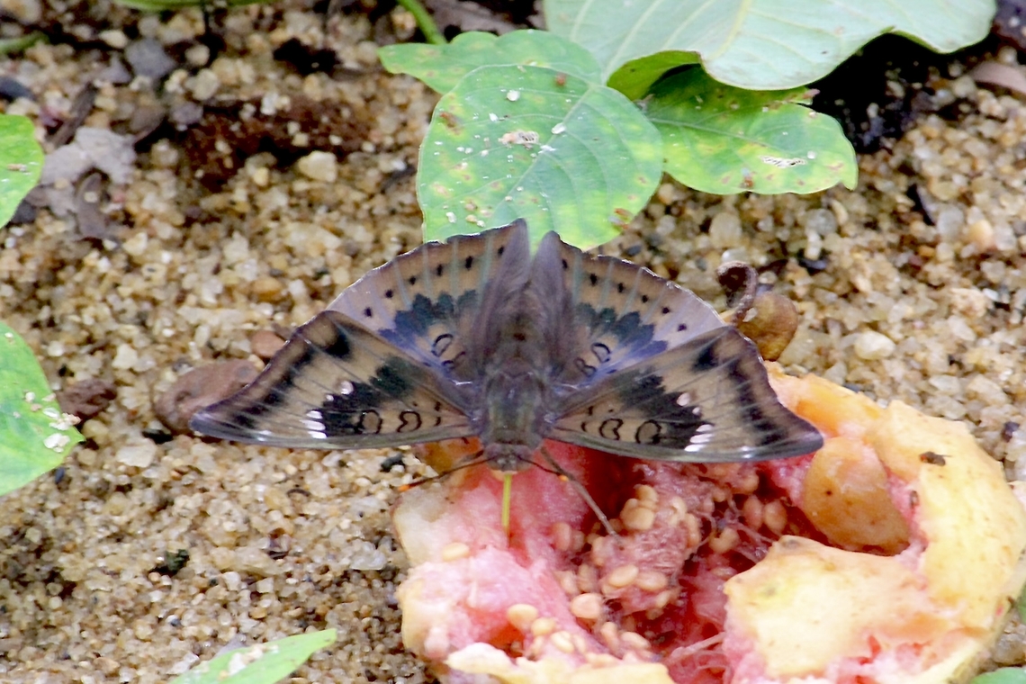 Common Baron - Euthalia aconthea Feeding on a fermenting fig. <br />
<br />
 Common Baron,Euthalia aconthea,Fall,Geotagged,Vietnam