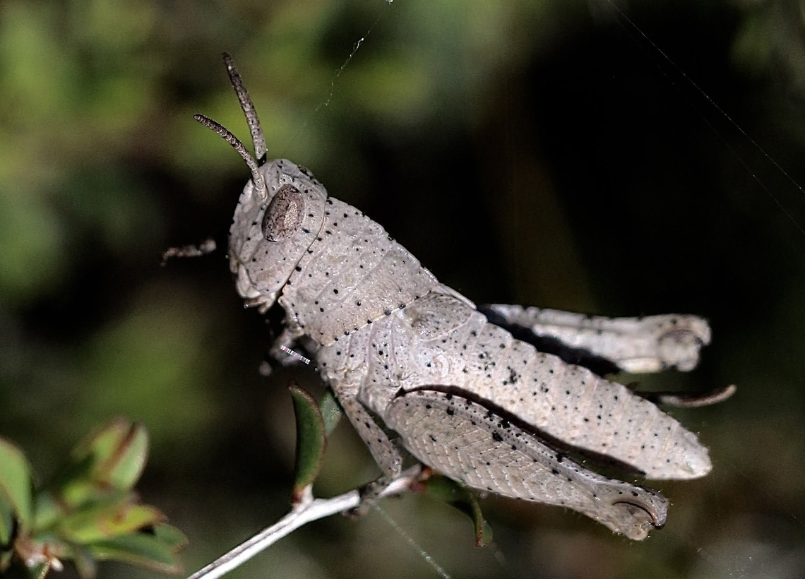 Mimetic Gumleaf Grasshopper - Goniaea opomaloides  Australia,Geotagged,Goniaea opomaloides,Mimetic Gumleaf Grasshopper,Spring