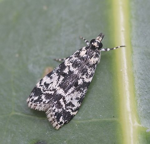 Scoparia exhibitalis  Australia,Geotagged,Scoparia exhibitalis,Spring