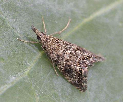 Crambid moth - Glaucocharis dilatella Attracted to UV light .  Australia,Geotagged,Glaucocharis dilatella