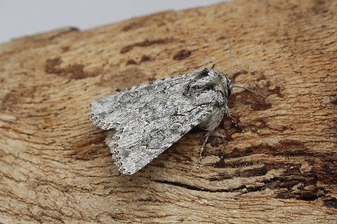 Noctuid moth - Ectopatria aspera Attracted to UV light. Australia,Ectopatria aspera,Geotagged,Spring