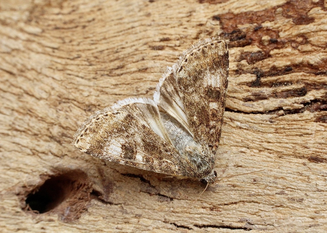 Eastern Bordered Straw - Heliothis nubigera Attracted to UV light. Australia,Geotagged,Heliothis nubigera,Spring