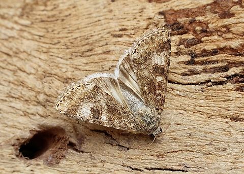 Eastern Bordered Straw - Heliothis nubigera Attracted to UV light. Australia,Geotagged,Heliothis nubigera,Spring