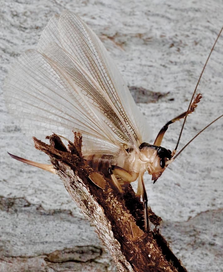 Striped raspy crickets- Paragryllacris combusta  Australia,Fall,Geotagged,Paragryllacris combusta,Spring,Striped raspy cricket