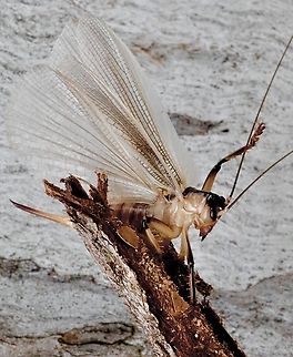 Striped raspy crickets- Paragryllacris combusta  Australia,Fall,Geotagged,Paragryllacris combusta,Spring,Striped raspy cricket