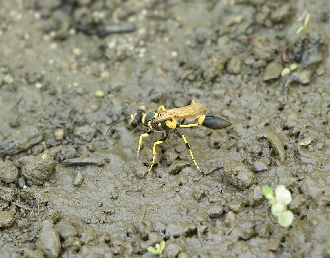 Yellow-legged Mud-dauber Wasp - Sceliphron caementarium  Black and yellow mud dauber,Geotagged,Sceliphron caementarium,Summer,United States