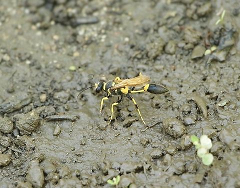 Yellow-legged Mud-dauber Wasp - Sceliphron caementarium  Black and yellow mud dauber,Geotagged,Sceliphron caementarium,Summer,United States