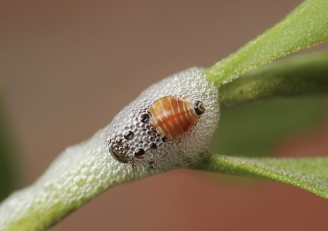 Spittlebug - Bathyllus albicinctus Spittlebug nymph in its protective spittle nest  Australia,Bathyllus albicinctus,Geotagged,Winter