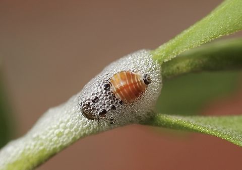 Spittlebug - Bathyllus albicinctus Spittlebug nymph in its protective spittle nest  Australia,Bathyllus albicinctus,Geotagged,Winter