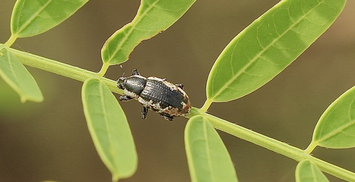 Speckled Clown Weevil - Eudiagogus rosenschoeldi  Eudiagogus rosenschoeld,Eudiagogus rosenschoeldi,Geotagged,Summer,United States