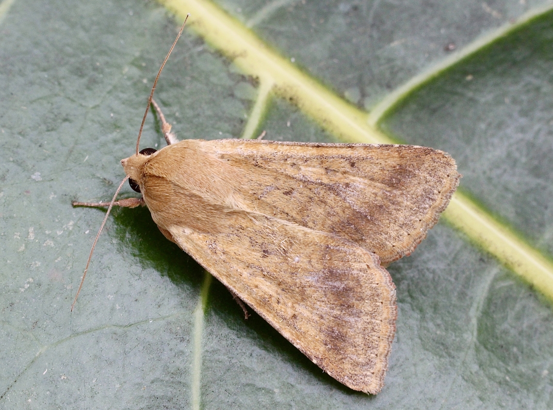 Corn ear worm - Helicoverpa zea Attracted to UV light. Australia,Geotagged,Helicoverpa zea,Spring