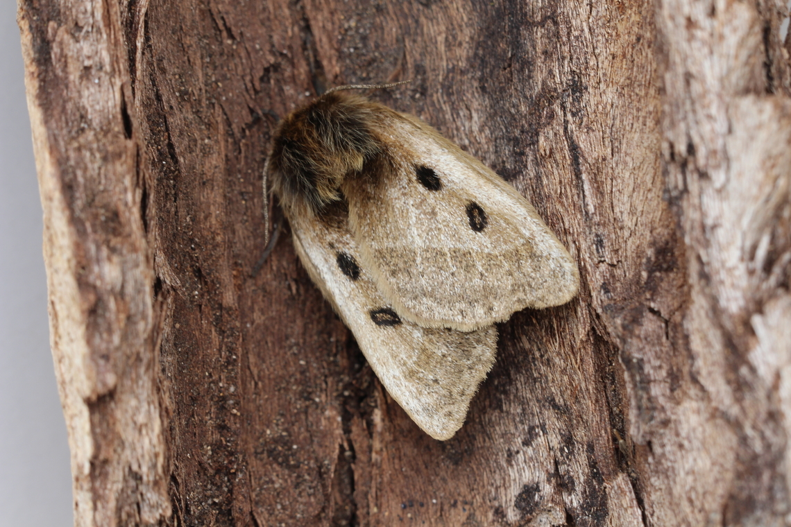 Eyespot Anthelid Moth - Anthela ocellata Attracted to UV light. Anthela ocellata,Australia,Eyespot anthelid,Geotagged,Spring