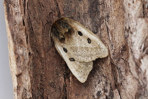 Eyespot Anthelid Moth - Anthela ocellata Attracted to UV light. Anthela ocellata,Australia,Eyespot anthelid,Geotagged,Spring