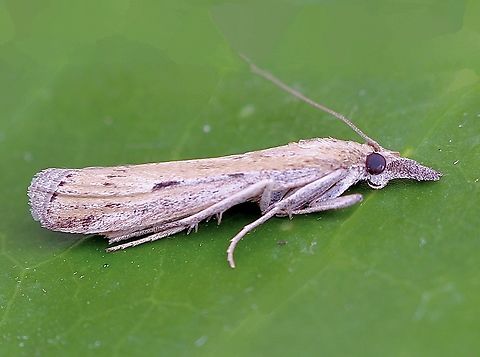 Couchgrass Webworm - Faveria tritalis Attracted to UV light  Australia,Couchgrass Webworm,Faveria tritalis,Geotagged,Spring