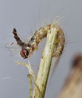 Gum Leaf Skeletonizer - Uraba lugens Observed on a brick wall . Transferred it to this stick for a photo.  Australia,Geotagged,Gum Leaf Skeletonizer,Spring,Uraba lugens