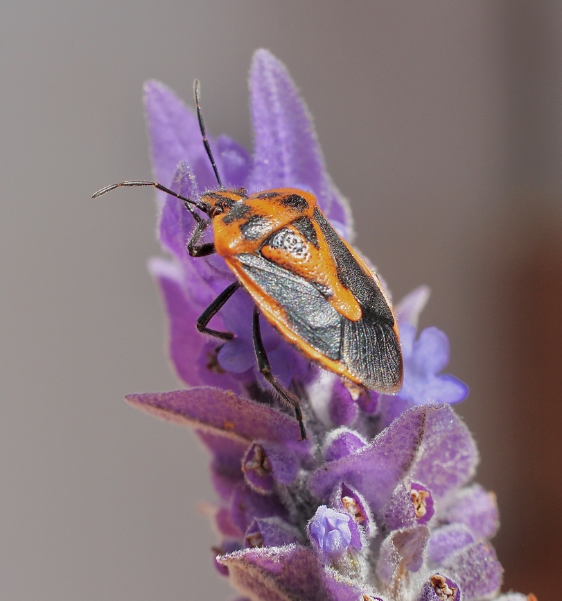 Horehound Bug - Agonoscelis rutila  Agonoscelis rutila,Australia,Geotagged,Horehound bug,Spring