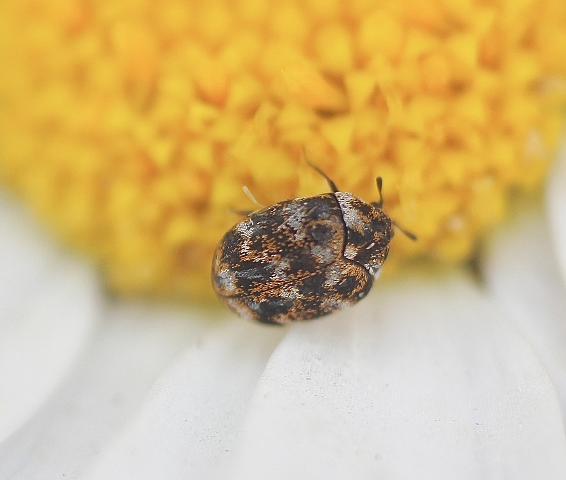 Varied carpet beetle - Anthrenus verbasci Found feeding on daisy flowers in our garden Anthrenus verbasci,Australia,Geotagged,Spring,Varied carpet beetle